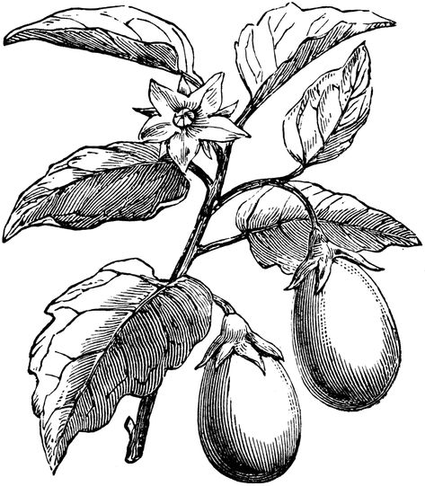 The Eggplant (Solanum melongena) is a flowering plant in the Solanaceae family of nightshades. Its fruit is a common vegetable in cooking. Eggplant Plant, Sock Tattoo, Plant Sketches, Plant Tattoo, Good Morning Animation, Diy Embroidery Patterns, Flower Sketches, Plant Drawing, Watercolor Flowers Paintings