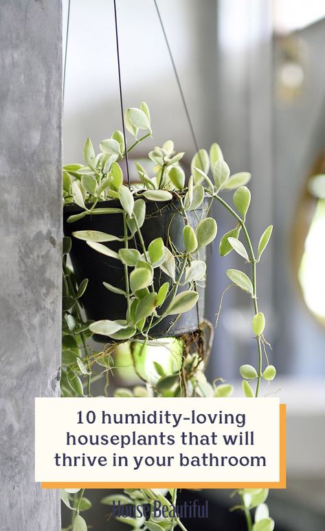 Plants In The Shower Bathtubs, Ivy In Bathroom, Bathtub With Plants, Plants Above Bathroom Mirror, Hanging Plants For Bathroom, Good Shower Plants, Shower Plant Shelf, Boston Fern Bathroom, Bathtub Plants