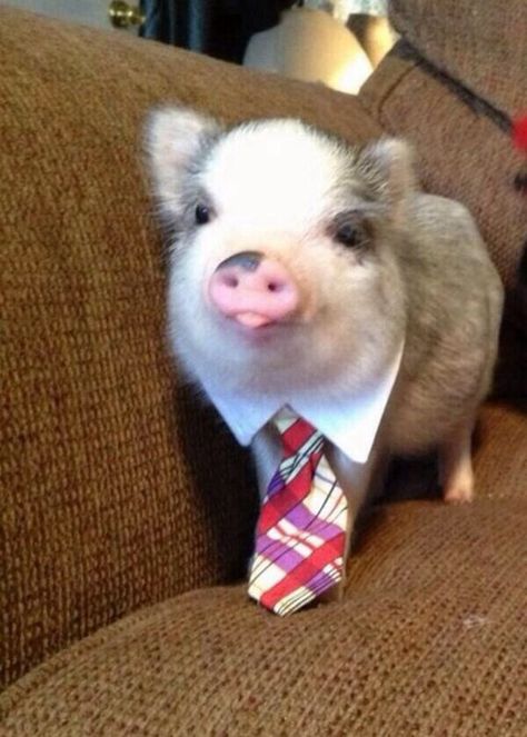 Just a pig dressed up! Bacon