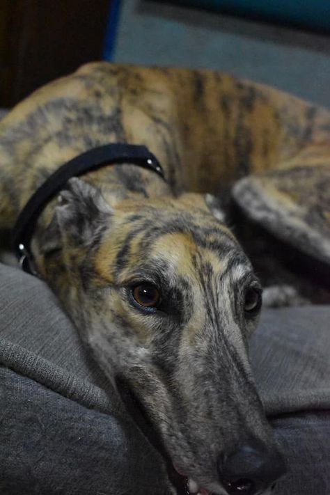 Greyhound Brindle, Brindle Greyhound, Comfy Dog Bed, Pretty Pets, Greyhound Adoption, Dog Room, More Than Love, Rock Of Ages, Dog Rooms