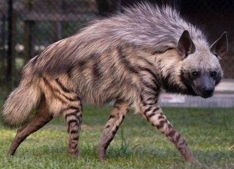 Striped Hyena Art, Striped Hyena, African Wild Dog, Interesting Animals, Animals Cute, Unusual Animals, Pretty Animals, Majestic Animals, Wild Dogs