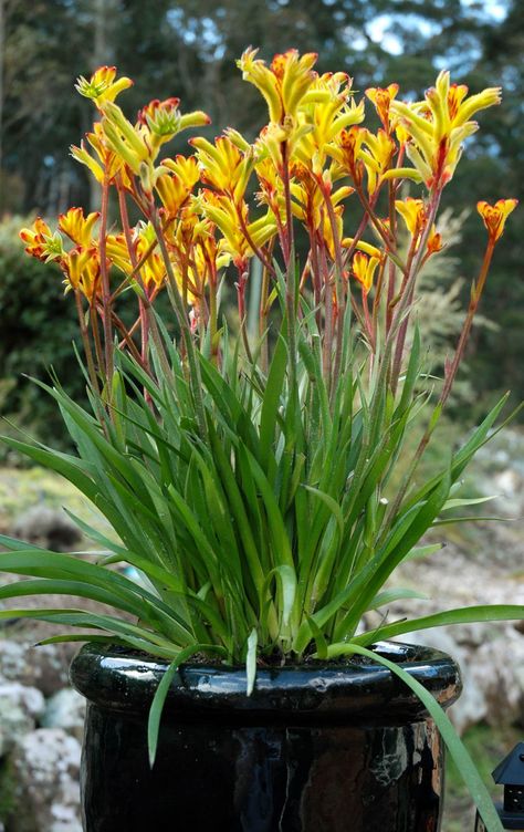 Best Potted Flowers, Plants For Pots, Garden Design Plants, Potted Plants Patio, Australian Native Garden, Native Gardens, Pots Garden, Australian Natives, Australian Flowers