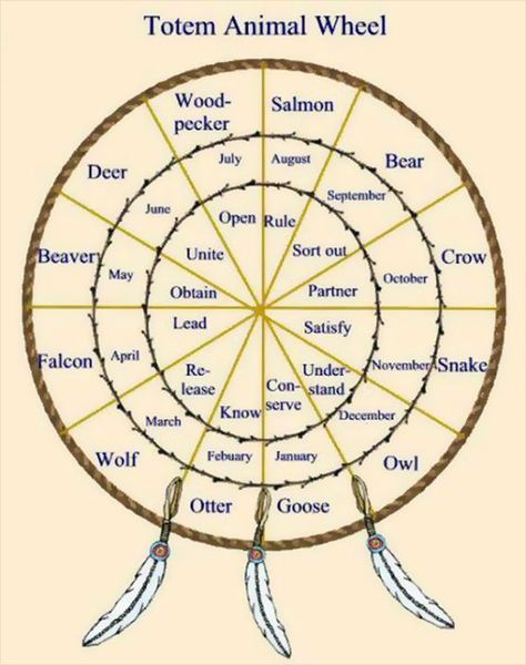 Native American Totem Animal Wheel Native American Astrology, Native American Spirituality, Tattoo Animal, Animal Spirit Guide, Totem Animal, Native American Wisdom, Animal Spirit Guides, Native American Symbols, Native American Quotes