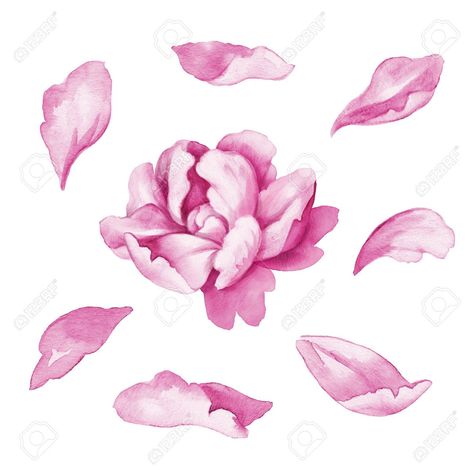 Petal Reference Rose Petals Drawing, Flower Petal Art, Flower Reference, Flower Chart, Flower Drawing Tutorials, Drawing Flowers, Watercolor Peonies, Watercolor Projects, Flower Petal