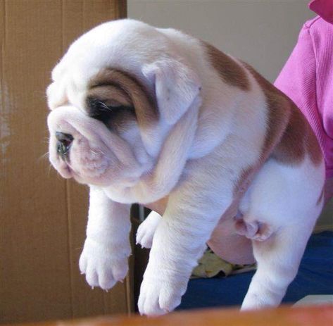 A handful of pure cuteness Baby Bulldogs, Fat Baby, Baby Bulldog, English Bulldog Puppies, Bull Dogs, English Bulldog Puppy, English Bulldogs, English Bull, Bulldog Puppies