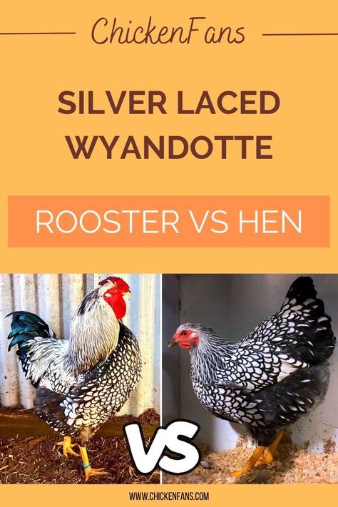 Both Silver Laced hens and roosters have the iconic silvery-white and black laced plumage. They share several features, such as the silvery-white head, dark slate undercolor, black fluff, and a green luster in the back plumage sections. Young birds can be challenging to distinguish. Rooster Vs Hen, Silver Laced Wyandotte Chickens, Wyandotte Rooster, Gold Laced Wyandotte, Wyandotte Chickens, Wyandotte Hen, Laced Wyandotte, Wyandotte Chicken, Backyard Poultry