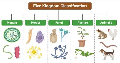 Five Kingdom System of Classification Kingdom Monera, Taxonomic Classification, Robert Whittaker, Cell Organelles, A Level Biology, Kingdom Plantae, Kingdom Animalia, Human Anatomy And Physiology, Biology Notes