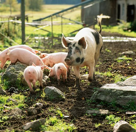 Big Pigs, Teacup Pigs, Pig Family, Pig Farming, Pet Pigs, Image Bank, Farm Scene, Down On The Farm, Cute Pigs