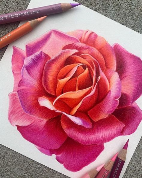 🌷: @_annisart_ Pencil Colour Painting, Pencil Flowers, Realistic Flower Drawing, Colored Pencil Art Projects, Pencil Inspiration, Painting Roses, Color Pencil Sketch, April Showers Bring May Flowers, Prismacolor Art