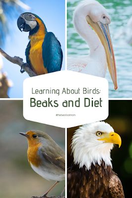 Bird Unit Study Elementary, Bird Beaks Activity, Preschool Birds, Bird Activities, Birds For Kids, Bird Study, Science Homeschool, North American Birds, Ideas For Learning