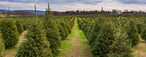 Running A Christmas Tree Farm, Christmas Tree Farm Layout, Starting A Christmas Tree Farm, How To Start A Christmas Tree Farm, Backyard Homestead, Farm Layout, Farm Business, Farm Projects, Christmas Farm