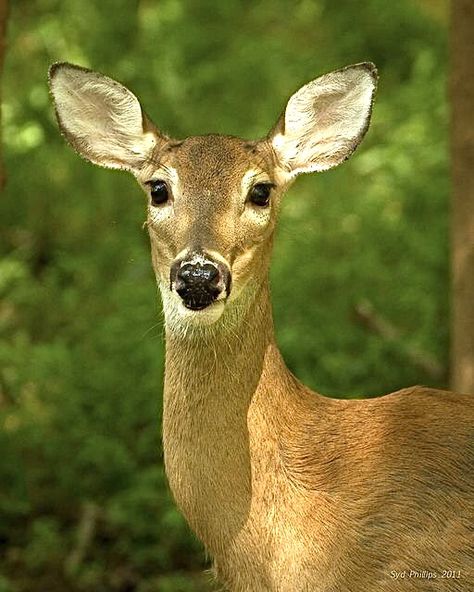 White Tailed Deer Doe, Female Deer Drawing, Yaelokre Oc, Deer Female, Deer Pretty, Water Deer, White Tailed Deer, Female Deer, White Tail Deer