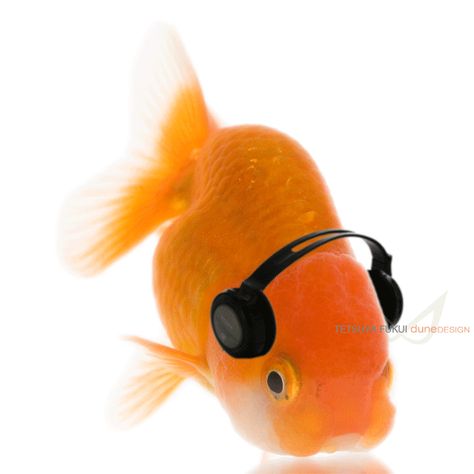 dance with me by TE2YA Funny Goldfish Pictures, Chunky Goldfish, Silly Gifs, Goldfish Reference Photo, Pet Goldfish Aesthetic, Fish Gif, Ryukin Goldfish, Fish Meme, Cute Fish