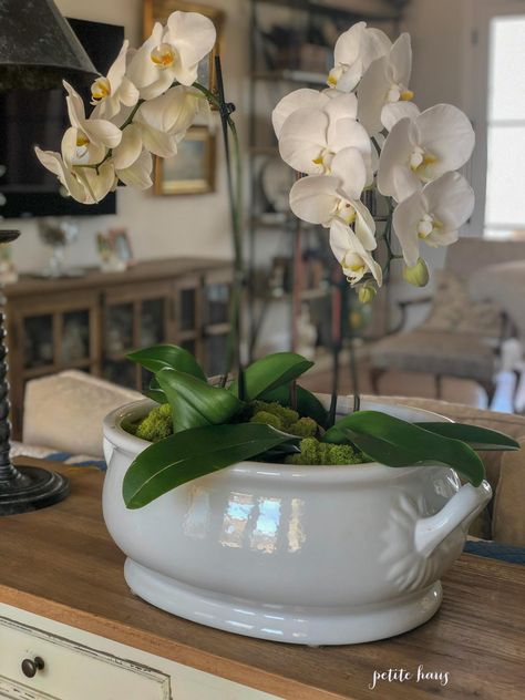 Living Centerpieces, Diy Dining Table Centerpiece, Orchid Aesthetic, Orchid Bowl, Diy Orchids, Spring Table Centerpieces, Hotel Flower Arrangements, Front Door Planters, Coffee Table Decor Living Room