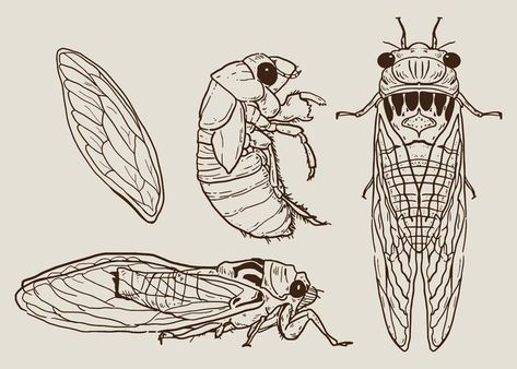 Cicada Set Hand Drawn Vector Cicada Art, Cicada Tattoo, Bug Tattoo, Insect Tattoo, Bug Art, Insect Art, Hand Drawn Vector, Flash Art, Field Guide