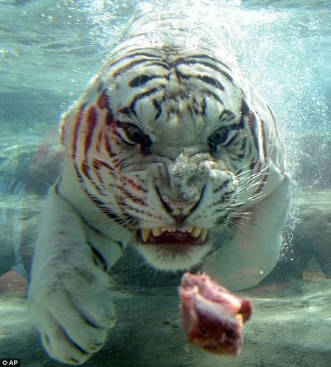 Meet Odin, a large male white Bengal tiger, lives at the Six Flags Discovery Kingdom Zoo in Vallejo. Hot Dog Tattoo, Tiger Eating, Tiger In Water, Bengal Tiger, Eat Meat, Tiger Tattoo, Under Water, Dog Tattoo, White Tiger