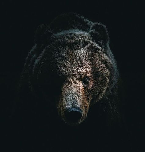 Chasing Money, Bear Tattoo Designs, Wild Animals Photography, Bear Tattoos, Thriller Novels, Wolf Spirit Animal, Bear Tattoo, Lovely Creatures, Bear Pictures