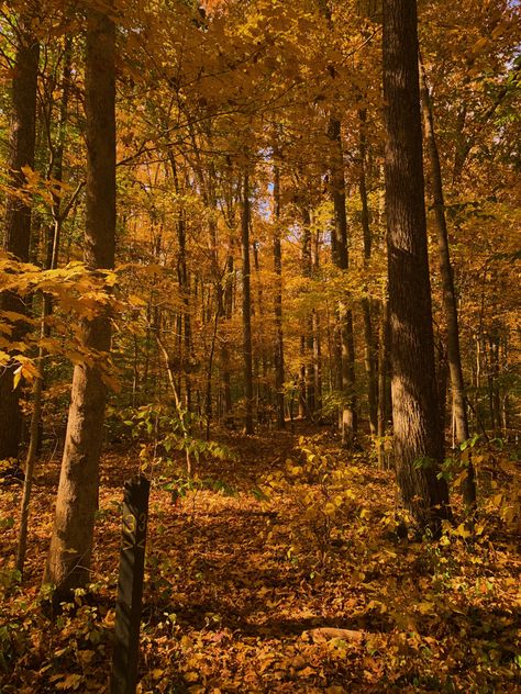 Picture of forest with yellow leaves Orange Woods Aesthetic, Golden Hour Forest Aesthetic, Gold Forest Aesthetic, Sunlit Forest Aesthetic, Golden Forest Aesthetic, Fall Yellow Aesthetic, Orange Forest Aesthetic, Yellow Forest Aesthetic, Light Forest Aesthetic