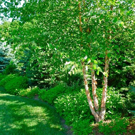 River Birch Trees Landscape, River Birch Trees, Fast Growing Shade Trees, Birch Trees Landscaping, Trees For Front Yard, Fast Growing Evergreens, River Birch, Growing Trees, Privacy Trees