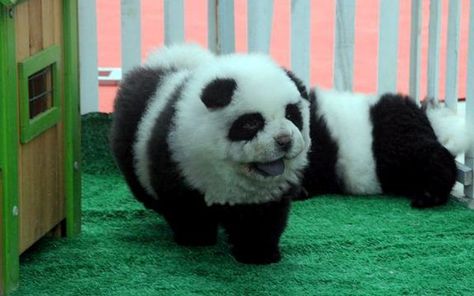 There's a pet shop in the Sichuan Province of China that sells "panda dogs." They're dyed this way, not genetically engineered. Panda Chow Chow, Perros Chow Chow, Panda Puppy, Dog Dye, Panda Dog, Class Pet, Chow Chow Puppy, Chow Chow Dogs, Chengdu