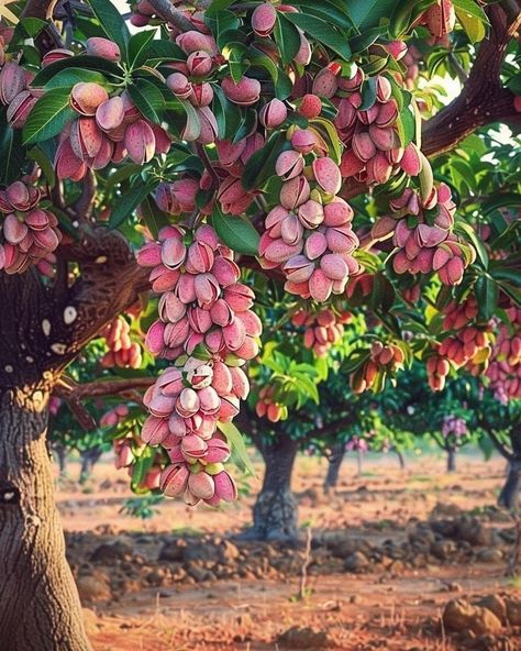 Pistachio Tree, Italy Magazine, Tree Box, Still Life Photos, Sicily Italy, Fruits And Veggies, Sicily, Pistachio, Nature Beauty