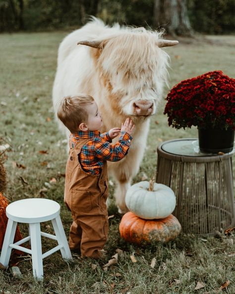 "Falling for these cozy moments with the cutest highland cows 🐂🍂🍁 Location: @the.fireflyhaven Cotton Candy @crookedcreekhighlands #HighlandCowVibes #photographer #ncphotographer #winstonsalemphotographer #FallOnTheFarm #CozyCowMoments #AutumnWithHighlands #HighlandCowLove #RusticFallSession Highland Cow Farm, Mini Highland Cow Photoshoot, Cow Photoshoot Picture Ideas, Mini Cow Photoshoot, Highland Cow Photoshoot, Cow Photoshoot, Highlander Cows, Cow Pics, Mini Highland Cow