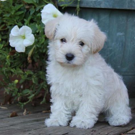 Westiepoo Westiepoo Puppies, Westie Puppies For Sale, West Highland Terrier Puppy, Greenfield Puppies, Westie Puppies, Highland Terrier, Highlands Terrier, Australian Shepherds, Terrier Puppies