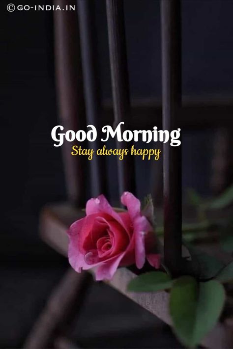 Good Morning Wishes Latest, Good Morning Rose, Best Good Morning Images, Good Morning Rose Images, Beautiful Good Morning Images, Latest Good Morning Images, Latest Good Morning, Beautiful Good Morning, Morning Rose