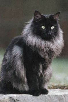 Siberian Cat, Norwegian Forest, Gorgeous Cats, Forest Cat, Norwegian Forest Cat, Unique Cats, Warrior Cats, Cat Care, Pretty Cats