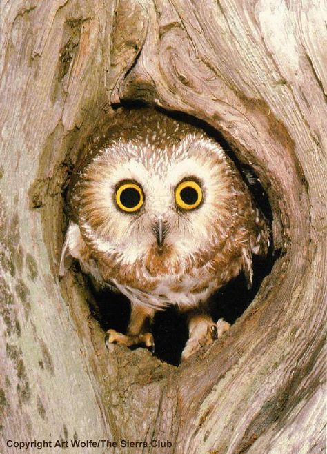 Baby Barn Owl, Owl In Tree, Owl Pics, Beautiful Owls, Owl Tree, Owl Photos, Owls Drawing, Owl Pictures, Beautiful Owl