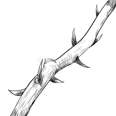 Hand drawing of thorn-vector Illustration. Hand drawing of Thorn. Black and Whit #Sponsored , #sponsored, #sponsored, #drawing, #vector, #Black, #thorn Thorn Drawing, Rose Thorn Tattoo, Bush Drawing, Thorn Tattoo, Vine Drawing, Jungle Nature, Line Vector, Background Drawing, Silhouette Stencil