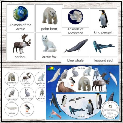 Arctic Animals Preschool Activities, Polar Animals Preschool, Arctic Animals Preschool, Polar Bear Facts, Arctic Animals Crafts, Animal Facts For Kids, Antarctic Animals, Animal Infographic, Animals Jokes