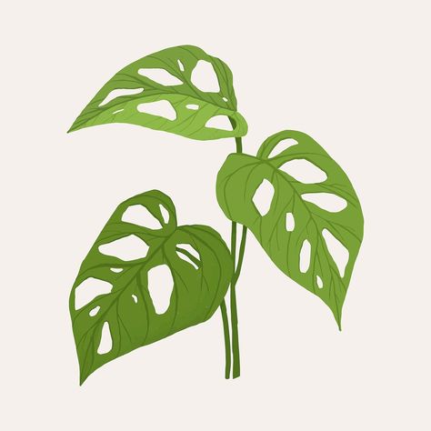 Monstera Plant Illustration, Swiss Cheese Plant Drawing, Monstera Illustration, Encyclopedia Illustration, Aesthetic Vector, Leaf Vector, Jungle Illustration, Tropical Background, Swiss Cheese Plant