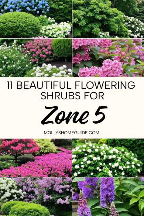 Discover the best flowering shrubs for Zone 5 that will thrive in your garden! Whether you have a small yard or need hardy shrubs for Kansas, these plants are perfect for your space. From weeping forsythia shrubs to evergreen options, these must-have shrubs and shade plants will add beauty to your outdoor space. Explore the top zone 5 flowering trees and shrubs that are sure to impress with their vibrant blooms and resilience in colder climates. Zone 5b Perennial Garden, Zone 5 Shade Garden, Sunny Garden Ideas Landscapes, Zone 9b Landscaping California, Zone 5 Landscaping, Zone 5 Perennials, 9 Of Pentacles, Plants For Zone 5, Weigela Bush