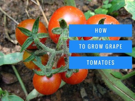 How to grow grape tomatoes Growing Grape Tomatoes, Growing Wine Grapes, Pruning Tomato Plants, Best Tasting Tomatoes, Tomato Pruning, Tomato Fertilizer, Pamela Isley, Tips For Growing Tomatoes, Grape Trellis