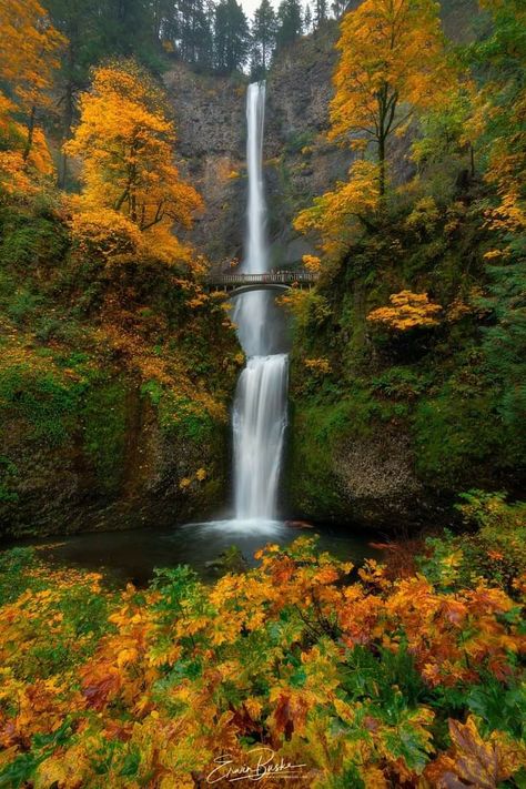 Multnomah Falls Oregon, Autumn Waterfalls, Waterfall Scenery, Waterfall Wallpaper, Oregon Waterfalls, Iconic Beauty, Waterfall Landscape, Multnomah Falls, Scenery Pictures