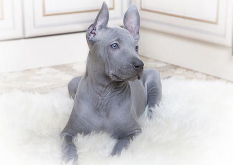 An ancient dog breed, the Thai Ridgeback is also renowned as Mah Thai Lang Ahn. I love this breed and I think it’s the most unique and beautiful dog breed. The Thai Ridgeback has a line of hair running along the back in the opposite direction to the rest of the coat. These beautiful, strong-willed and powerful dogs are usually used as livestock guardians. Thai Ridgeback is a very intelligent breed. This dog is best kept by a consistent owner who has a good understanding of dog behavior. Ancient Dogs, Thai Ridgeback, Unique Dog Breeds, Rare Dog Breeds, Rare Dogs, Love My Dog, Beautiful Dogs, Animals Friends, I Love Dogs