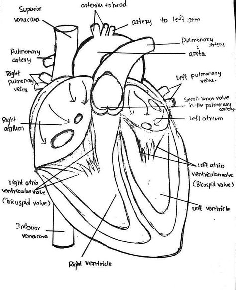 Internal Structure of Human Heart Internal Structure Of Heart, Boarders Designs For Projects, Design