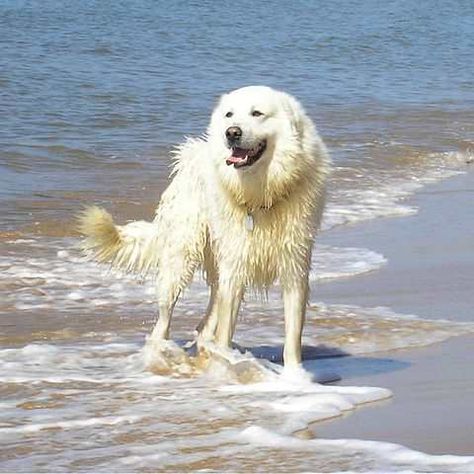 Maremma Sheepdog Puppy, Maremma Dog, Caucasian Shepherd Dog, Maremma Sheepdog, Panda Dog, Mastiff Breeds, Black Russian Terrier, Livestock Guardian Dog, Beautiful Dog Breeds