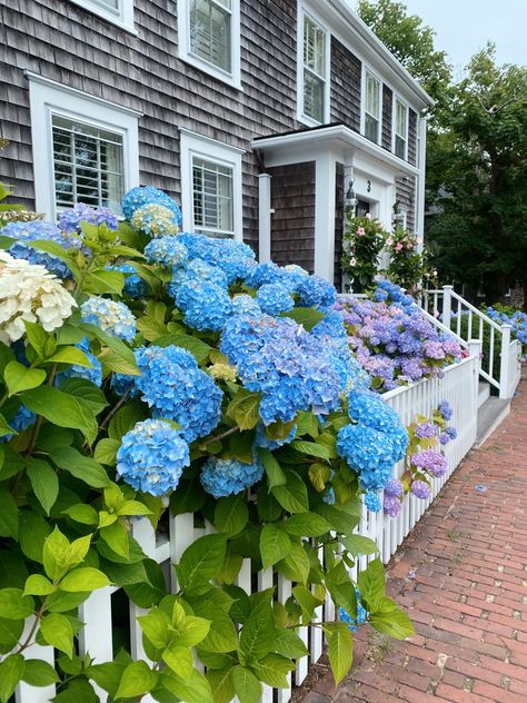 blue and purple hydrangeas, on the island of nantucket massachusetts in front of a charming wooden house Costal Flowers, Hamptons Flowers, Nantucket Flowers, Cedar Houses, Nantucket Vibes, Hydrangeas Garden, Massachusetts Aesthetic, Massachusetts Houses, Cape Cod Aesthetic