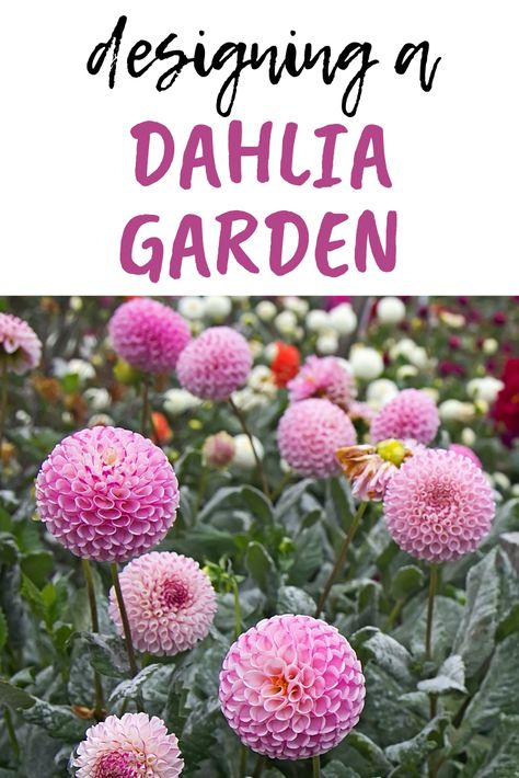 Dahlias are SO worth it!  They're not as hard to grow as you may think.  See why here!  Simple tips to grow a HUGE CUT flower garden.  Design ideas, decor, landscaping outlines and plans.  #howtogrowdahlias #growingdahlias #howtodividedahlias #howtoplanttubers #dahliaflowers Dahlias Front Yard, Dahlia Landscaping Ideas, Landscaping With Dahlias, Dahlia Planting Ideas, Dahlia Landscaping, Dahlia Garden Landscaping, Bulb Garden Design Layout, Large Dahlias, Dahlia Gardens