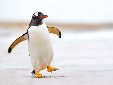 Penguins, Did You Know, Google Search