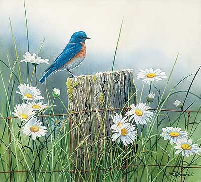 Bluebird Painting, Summer Meadow, Fence Post, Bird Pictures, Arte Animal, Flower Art Painting, Pretty Birds, Watercolor Bird, Arte Floral