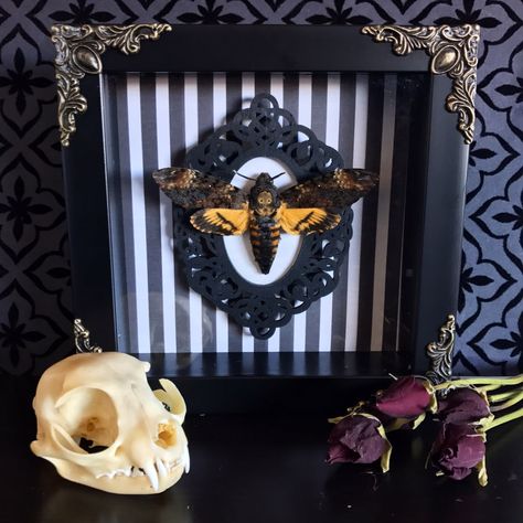 Deaths Head Moth Shadow Box, Taxidermy, Real Butterfly, Framed Butterfly, Preserved Butterfly, Victorian, Memento Mori, Gothic Decor by beyondthedarkveil on Etsy https://www.etsy.com/ca/listing/492573609/deaths-head-moth-shadow-box-taxidermy Preserved Butterfly, Bug Taxidermy, Dark Veil, Horror Crafts, Oddities Decor, Deaths Head, Framed Butterfly, Deaths Head Moth, Real Butterfly