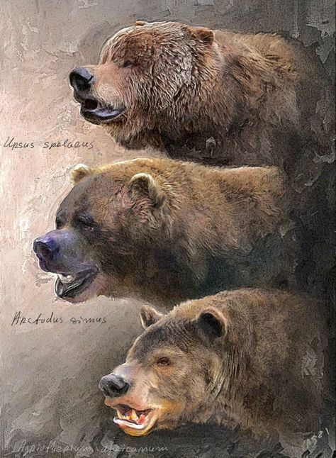 Mega Fauna, Short Faced Bear, Bear Species, Fauna Marina, Prehistoric Wildlife, Cave Bear, Ancient Animals, Prehistoric Art, Paleo Art