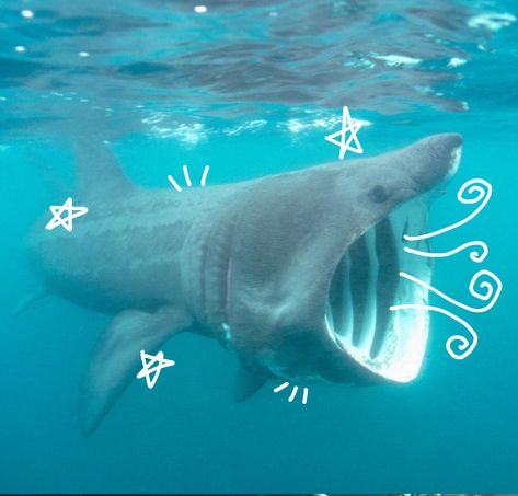 Silly Sea Animals, Shark Widget, Sharks Cute, Silly Sharks, Cool Sea Creatures, Basking Shark, Shark Photos, Cool Sharks, Shark Pictures