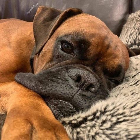 Cute Boxer Puppies, Boxer Dogs Funny, Boxer And Baby, Cute Boxers, Reptile Cage, Boxer Puppy, Boxer Love, Boxer Puppies, Boxer Dogs