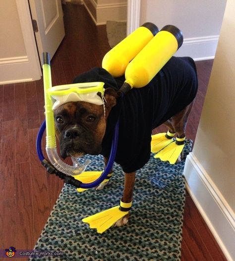 Roger the Scuba Diver - Halloween Costume Contest via @costumeworks Scuba Diver Costume, Funny Animal Images, Boxer And Baby, Scuba Gear, Game Mode, Pet Halloween Costumes, Boxer Puppies, Animal Costumes, Dog Halloween Costumes