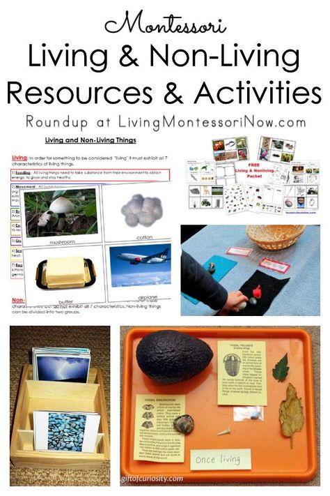 Montessori Living, Montessori Shelves, Teaching Preschoolers, Science Pins, Living And Nonliving, Montessori Science, Montessori Lessons, Primary Science, Montessori Preschool