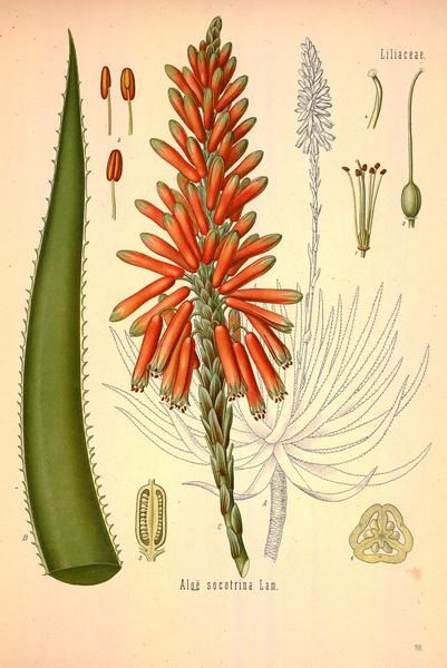 Illustration Botanique Vintage, Herb Prints, Antique Botanical Print, Illustration Botanique, Aloe Plant, Aloe Vera Plant, Botanical Illustration Vintage, Botanical Artwork, Botanical Poster